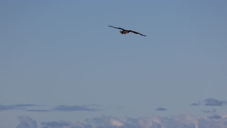 juvinile white tailed eagle dive down to catch a fish but loose it