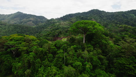 Aerial-view-of-trees-in-tropical-forest-on-overcast-day