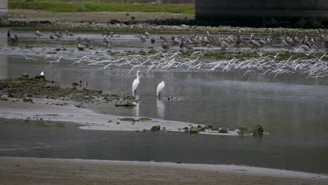 slowmo: three great egrets hanging out in malibu lagoon as birds fly int he background