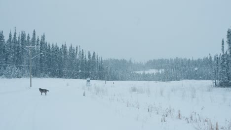 Un-Camino-De-Invierno-Cubierto-De-Nieve-En-Una-Reserva-India-En-El-Norte-De-Canadá