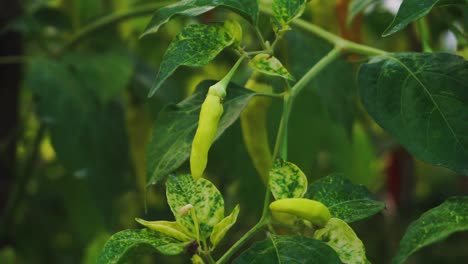 Close-up-shot-of-fresh-yellow-chili-growing-in-plantation-in-Asia