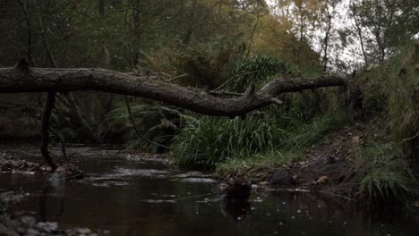 Natural-stream-with-fallen-tree-wide-landscape-panning-shot