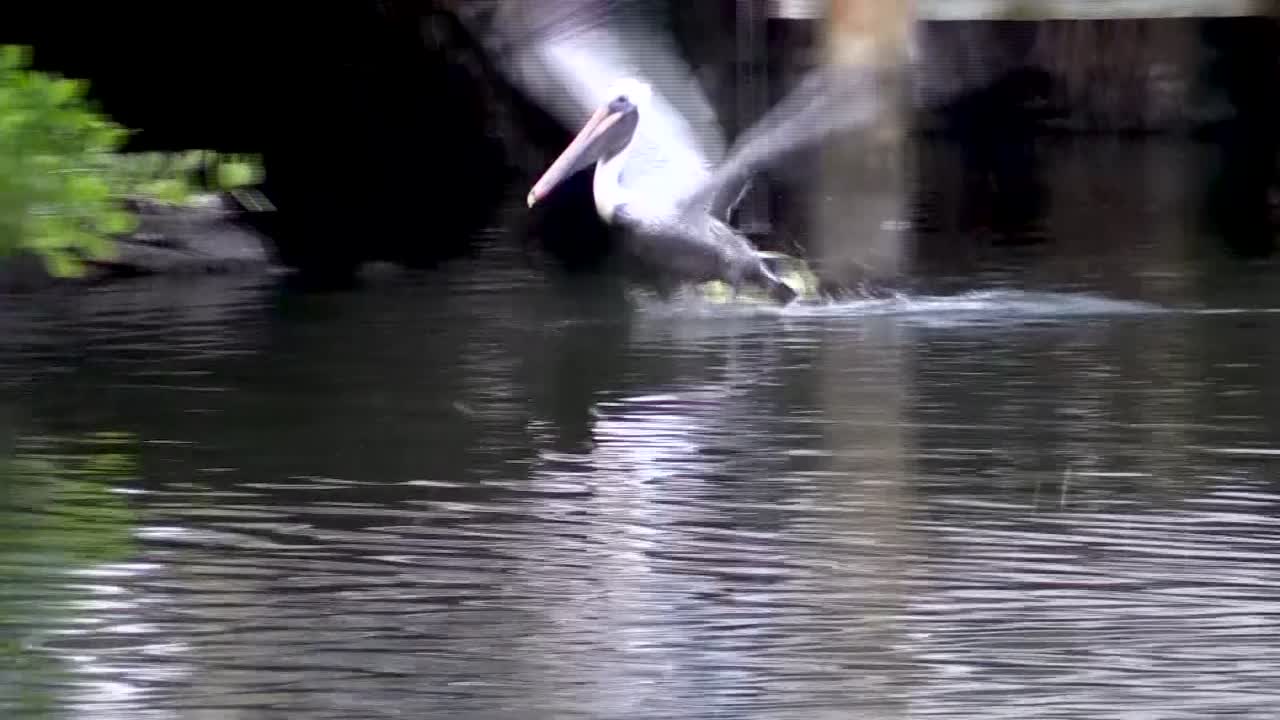 Pelican Diving for Fish Under Boat Dock