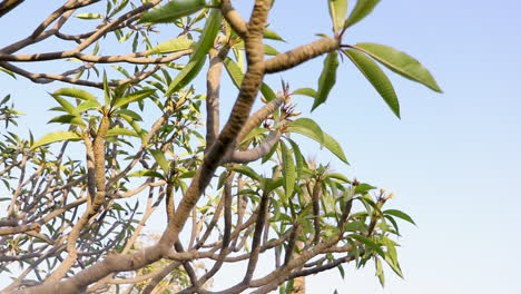 ramitas y ramas del árbol al mediodía - primer plano - ángulo bajo