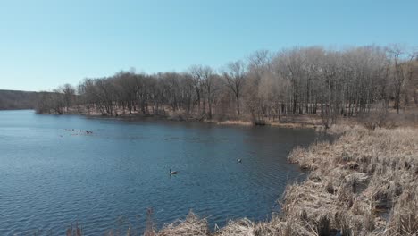 Ducks-at-the-lake-during-a-sunny-afternoon