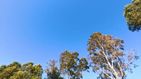 eucalyptus trees against a clear blue sky