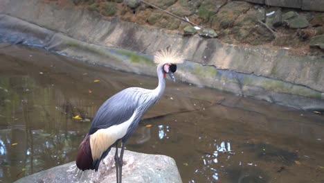 neugieriger graukronenkranich, balearica regulorum, am flussufer entdeckt, wundert sich über die umgebung, beugt seinen langen, dünnen hals und blickt in das wasser des vogelschutzparks