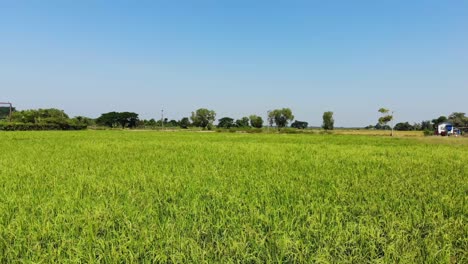 Drone-Volando-Sobre-Un-Campo-De-Arroz-Elevándose-Hacia-El-Cielo-Sobre-Una-Presa