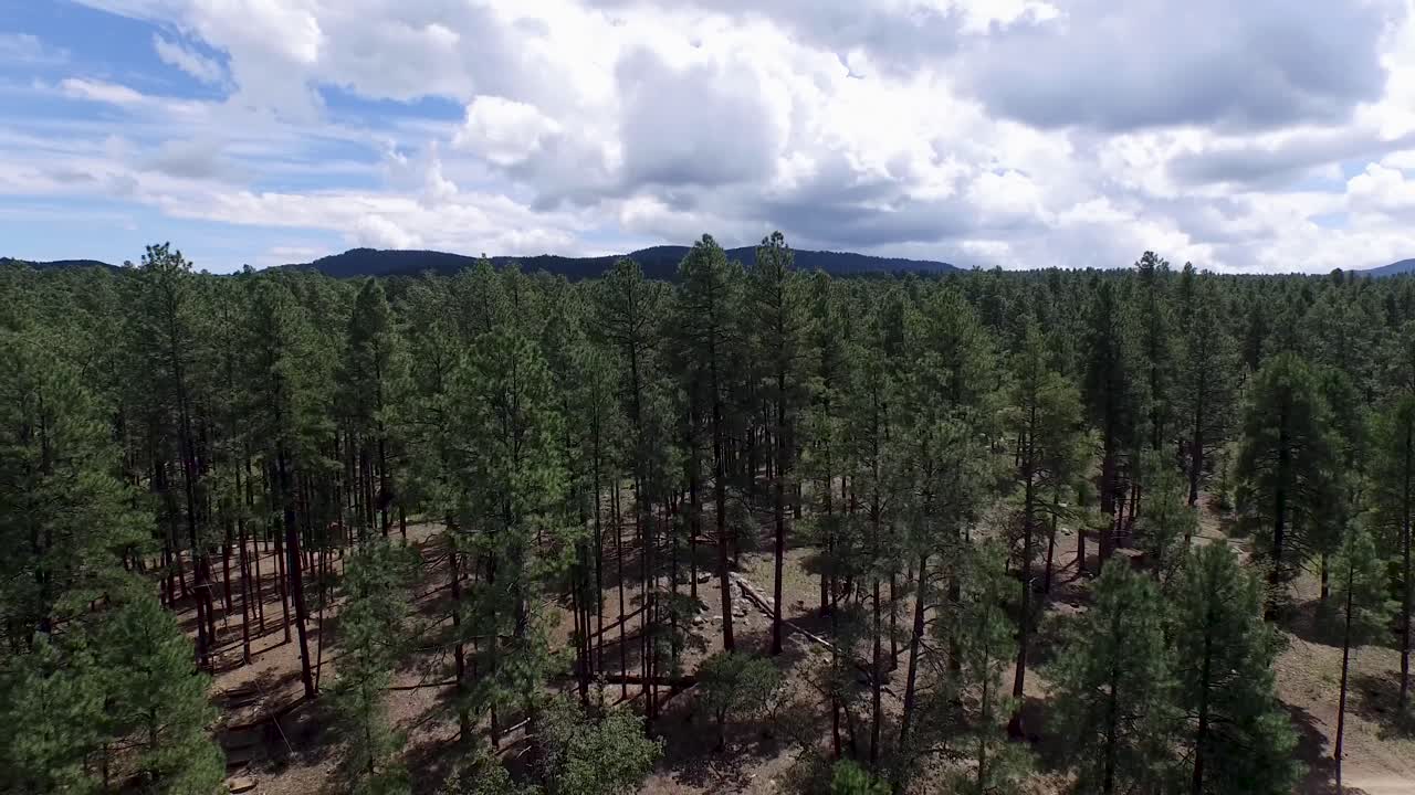 imágenes aéreas de drones del bosque de pinos del bosque nacional de prescott,