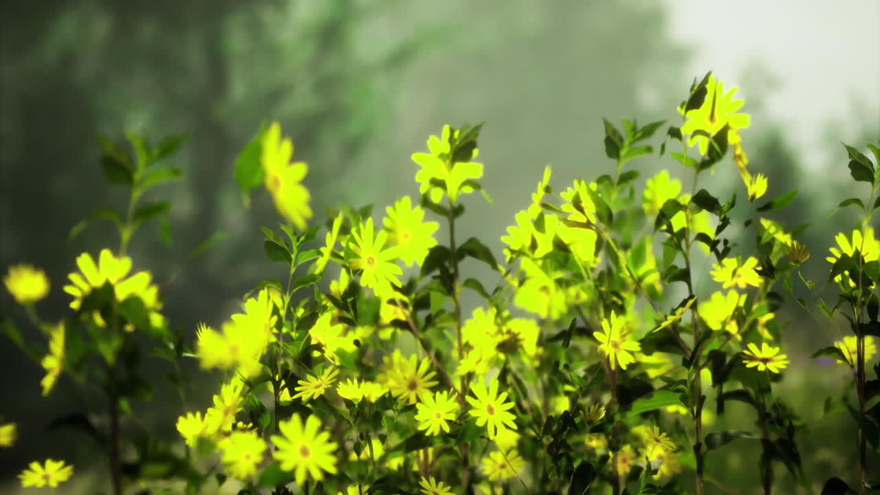 Vibrant yellow flowers bloom in sunlight during early morning hours