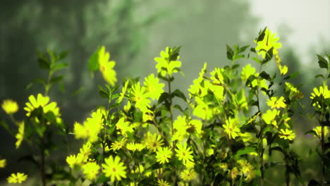 vibrant yellow flowers bloom in sunlight during early morning hours