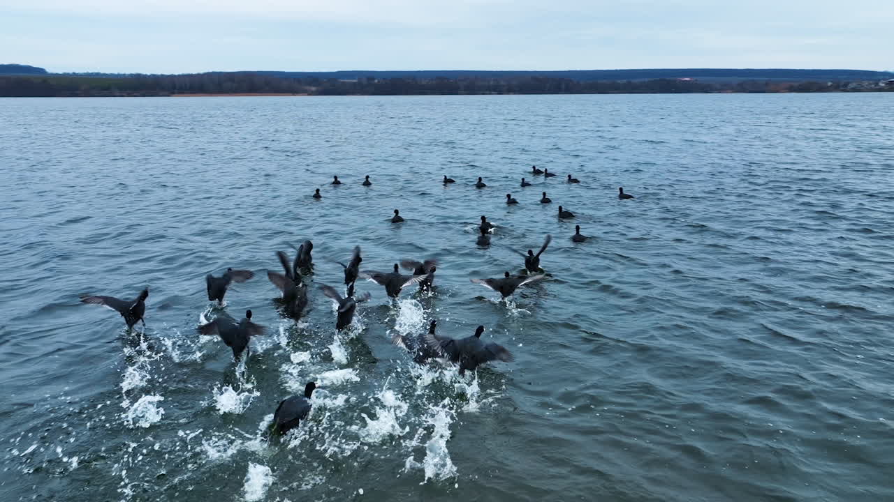 Black ducks with white beaks take off from water and then descend again. Scared birds trying to fly away from drone shooting them. Waterfront with trees backdrop.