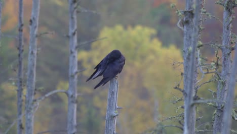 wild common raven perched on a tree during fall, colourful trees in background