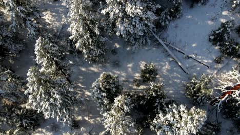 Escena-Aérea-De-Pinos-Cubiertos-De-Nieve,-Abetos,-Abetos-Bajo-El-Cálido-Sol-En-Una-Colina-En-Invierno-En-El-Valle-De-Nicola-Cerca-De-Merritt,-Bc-Canadá