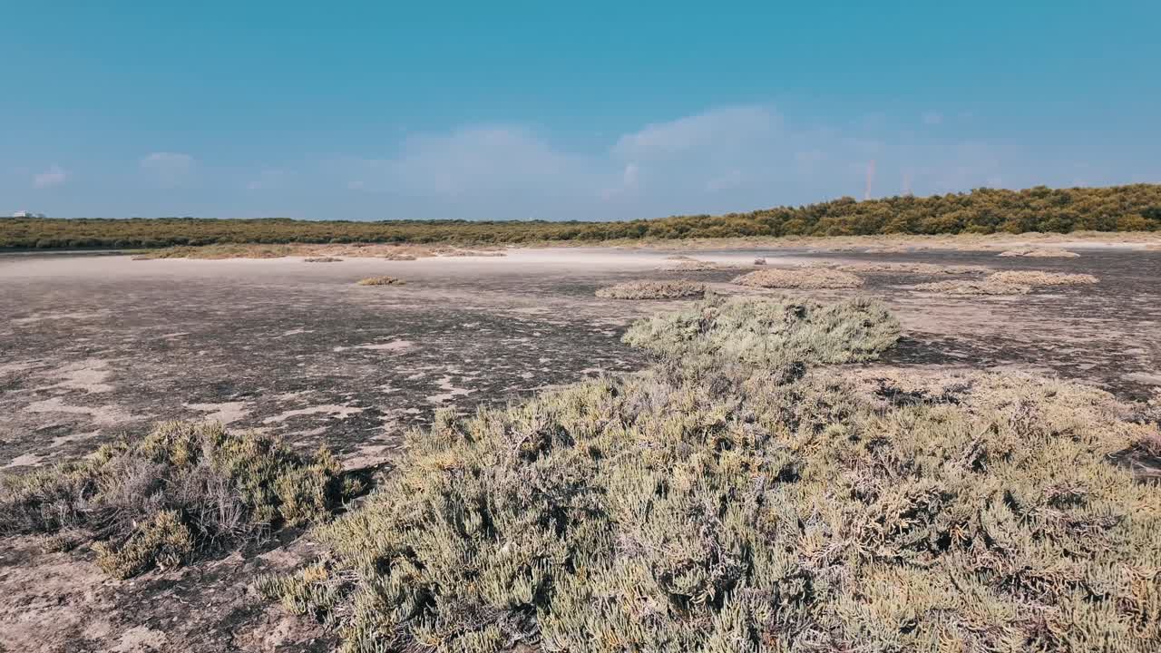 Al Zorah Mangrove in Ajman, UAE, a serene haven for wildlife and nature lovers.