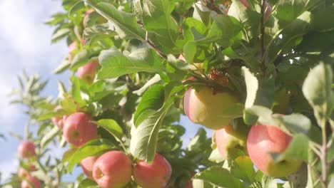 close up shot of apple tree with apples and green leaf moving in the wind in the afternoon sun