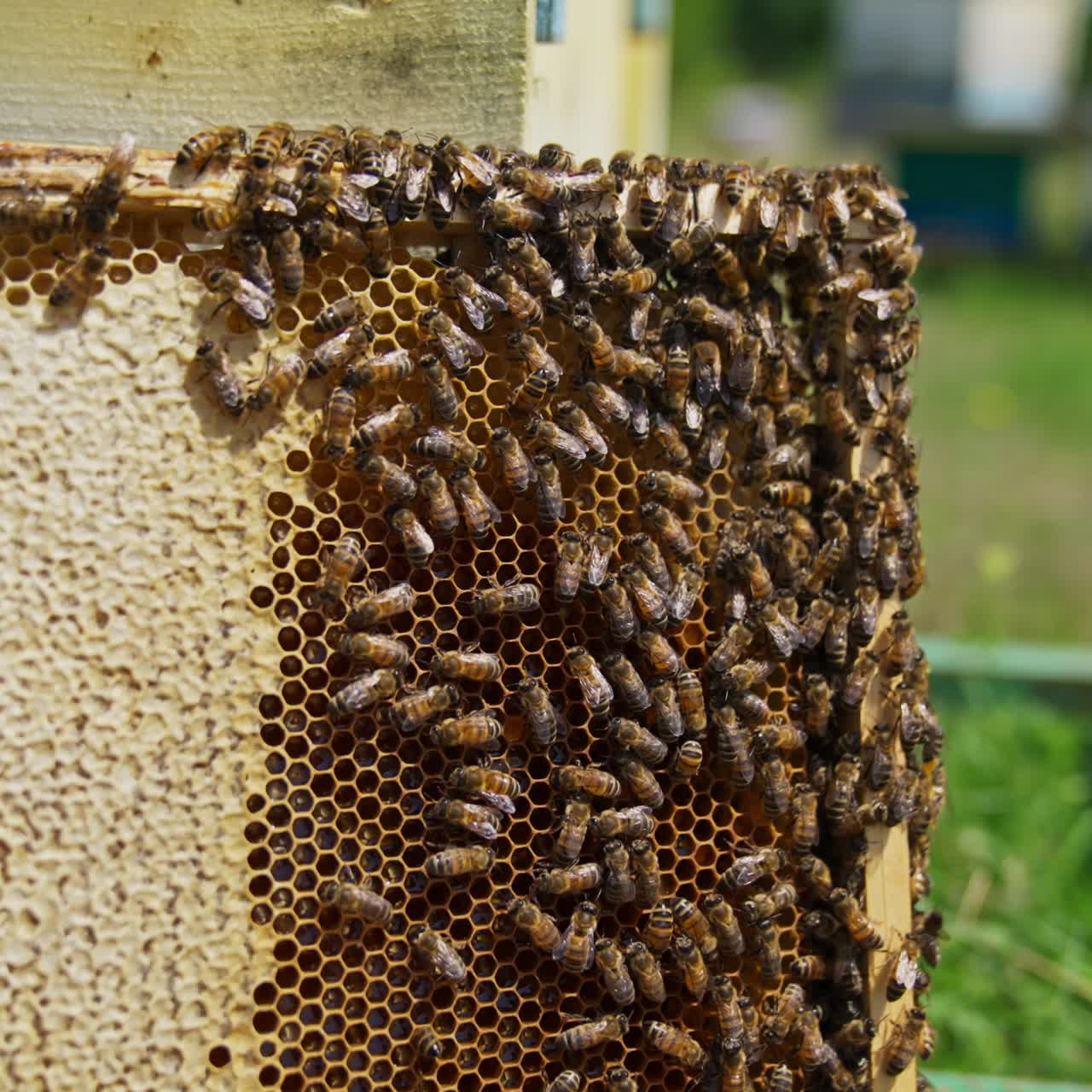 Honeycomb frame with bee brood is next to the hive. Bee colony crawling around the comb and sealing cells. Blurred background