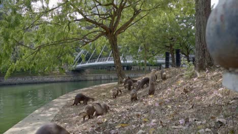 una familia de otros de pelo liso corriendo por la ciudad urbana