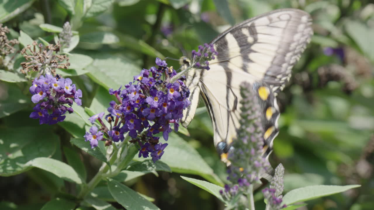 mariposa monarca polinizando una flor