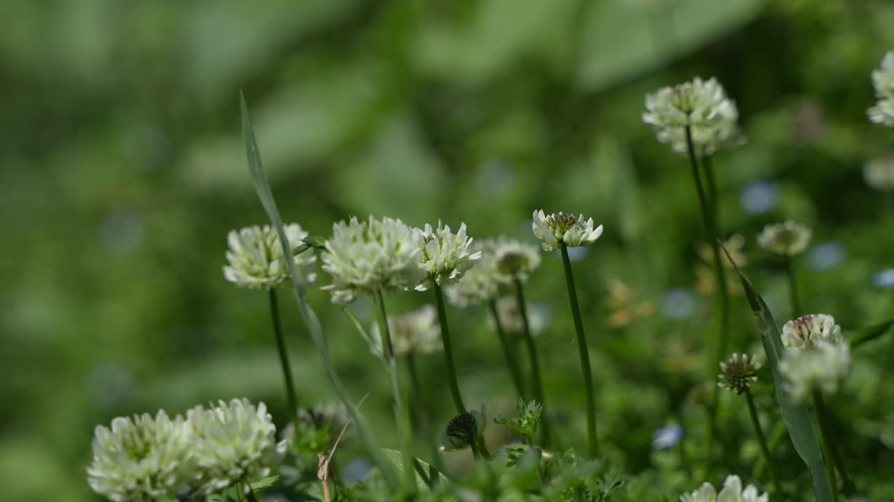 An unknown flower is bloom in hilly area soil.