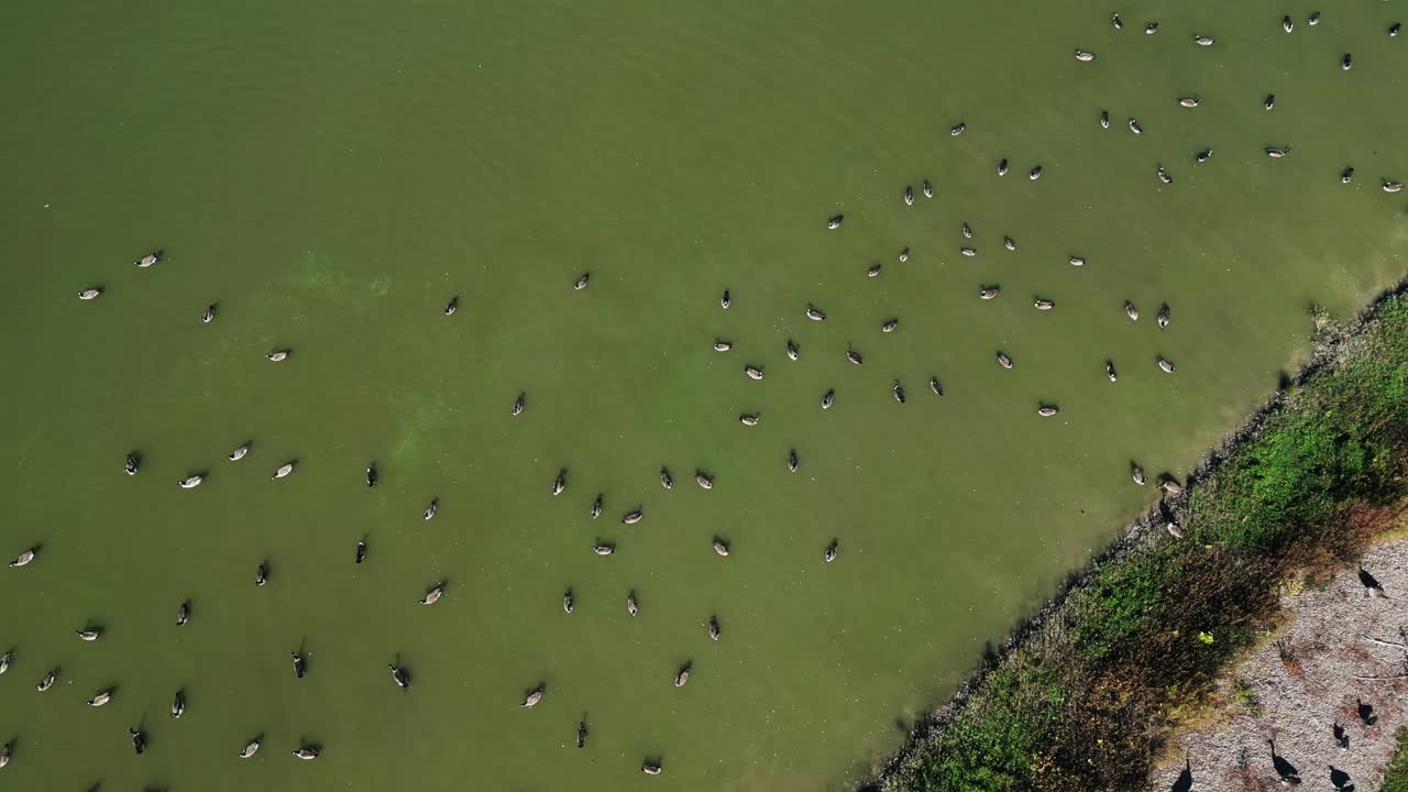 A flock of geese swim together in green water near a grassy shore, captured from a top-down drone angle in summer