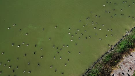a flock of geese swim together in green water near a grassy shore, captured from a top-down drone angle in summer