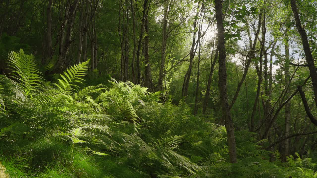 Lush Green Ferns in a Sunlit Forest