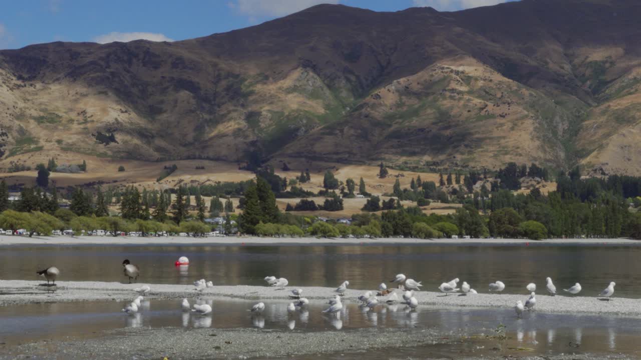 A Flock of Seagulls on the Shore of Lake Wanaka, New Zealand