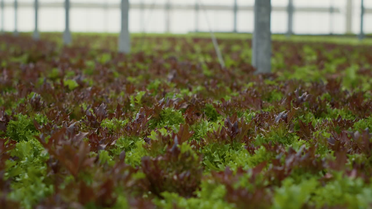 cultivo de lechuga en un invernadero