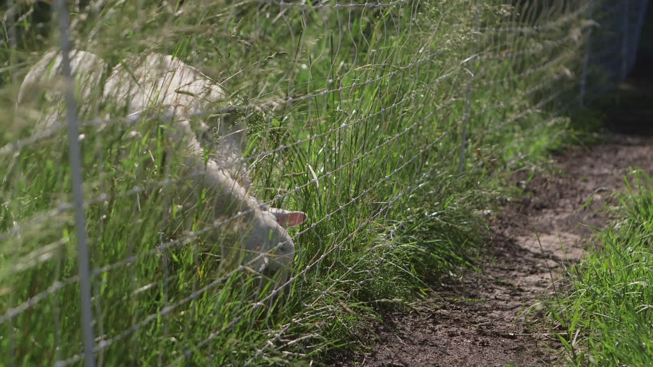ovejas y corderos pastan en un campo verde de hierba alta junto a una valla de alambre de púas