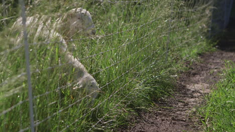 Las-Ovejas-Y-Los-Corderos-Pastan-En-Un-Campo-Verde-De-Hierba-Alta-Junto-A-Una-Valla-De-Alambre-De-Púas