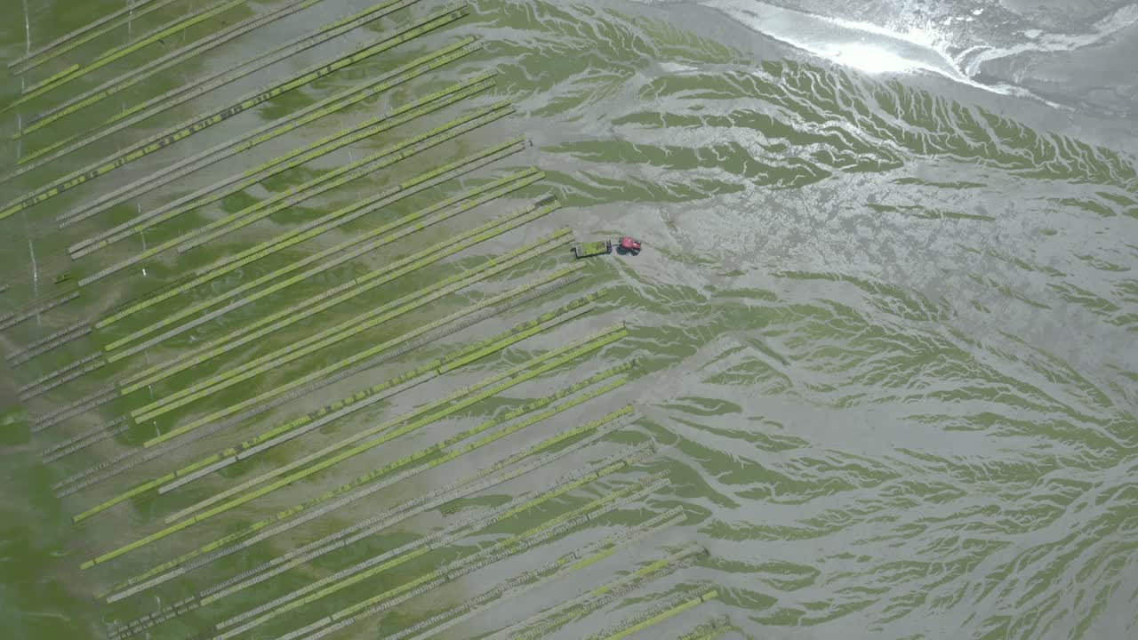 местные фермеры собирают урожай морепродуктов с помощью трактора и прицепа на устричной ферме с устрицами, обнажившимися во время отлива в бретани, франция