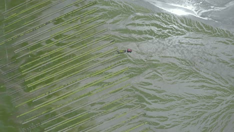 local seafood farmers harvesting with tractor and trailer in an oyster farm with oyster beds exposed during low tide in brittany, france