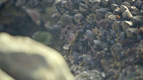 Crab-Slowly-Walks-Into-Calm-Tide-Pool