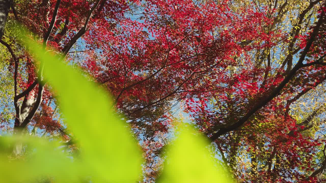 осенний цвет замедленная съемка пейзажа, кинематографический слайдер