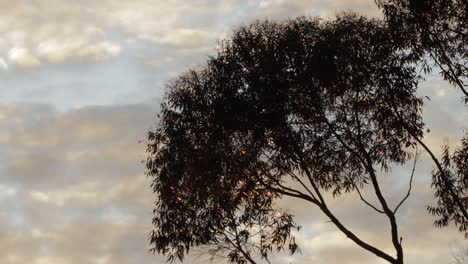 gum tree, blue sky with clouds, medium shot day time sunset golden hour, maffra, victoria, australia