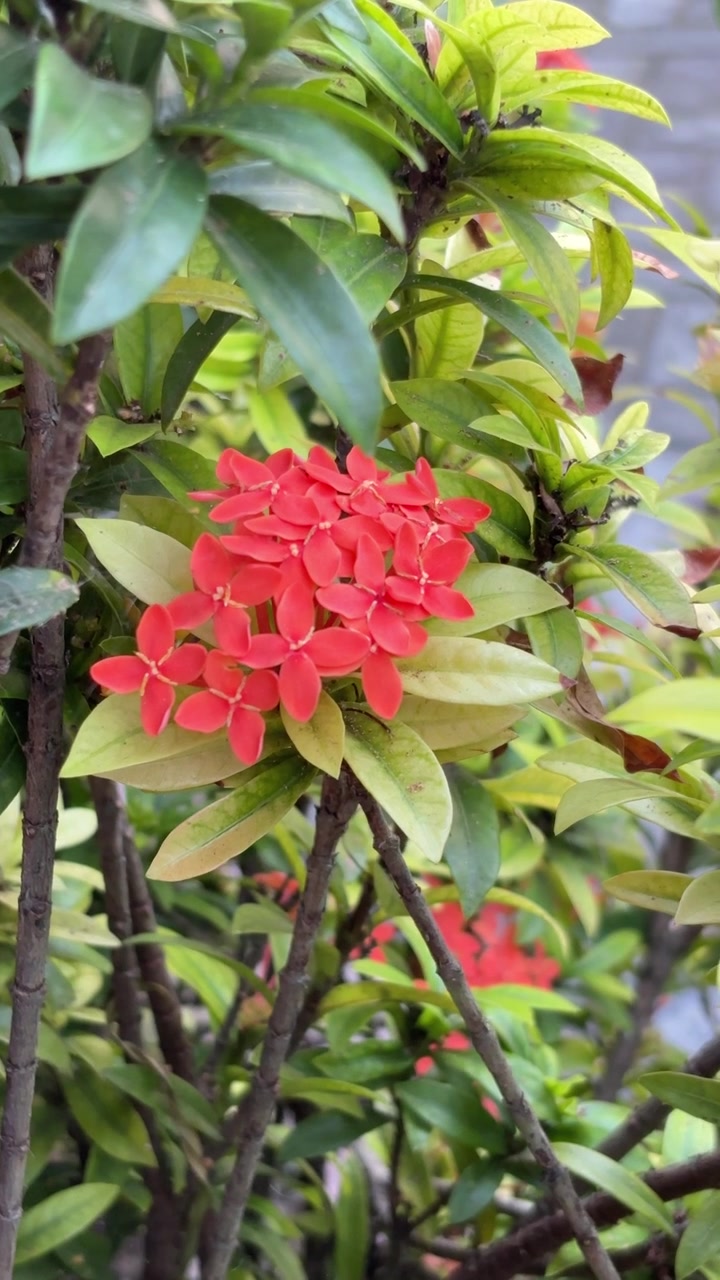 Fiori di Ixora Rosso Vivace in Fiore in un Giardino