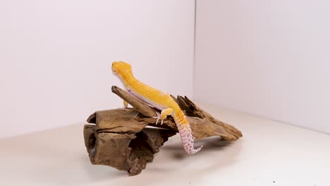 A leopard gecko moves across a wooden structure in a well-lit studio, showcasing its vibrant yellow coloration