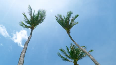 Coconut-palm-trees-bottom-view