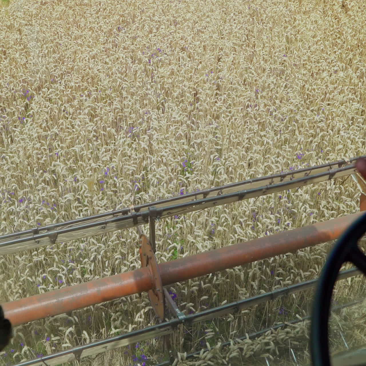 Close up of the cutting blades on a wheat harvesting combine. Wheat harvester