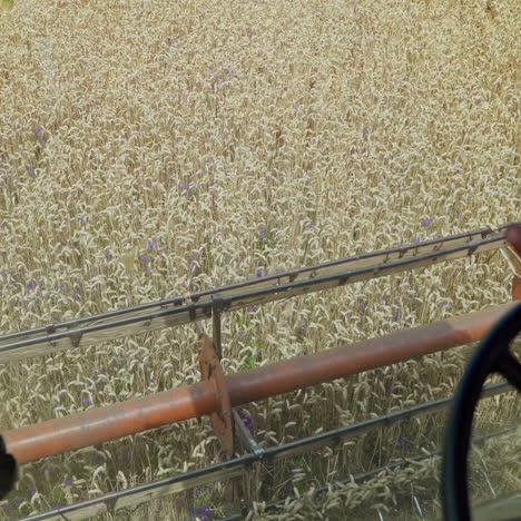 close up of the cutting blades on a wheat harvesting combine. wheat harvester