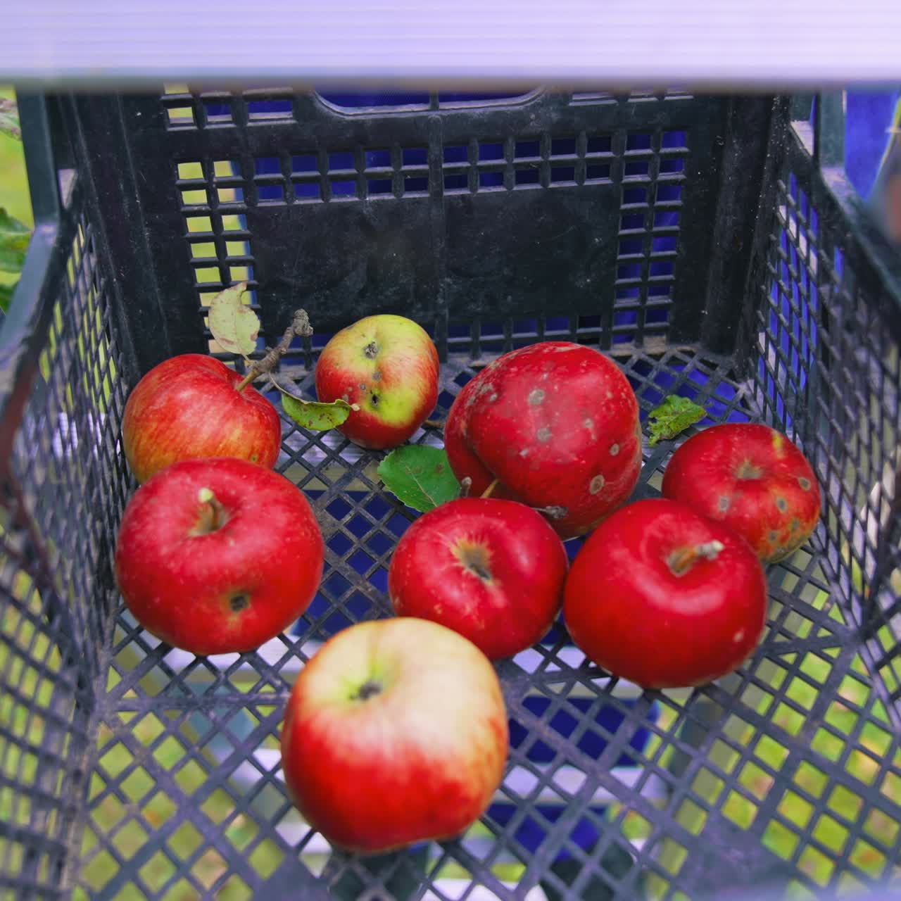 Harvesting ripe red apples into basket. Agriculture organic fruits farming