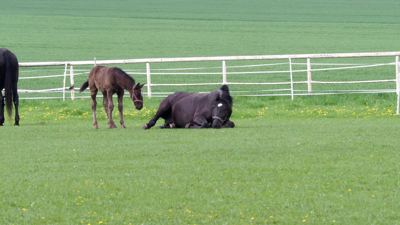caballo kladrubio negro, yegua con potro en el pasto