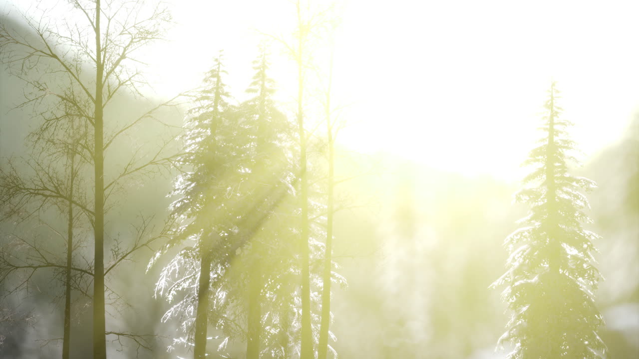 Winter sunlight illuminates snowy trees in a mountain landscape