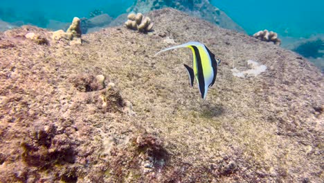 el pez rayado recoge alimento de la superficie de la esponja que crece en el fondo del mar tropical con su largo hocico