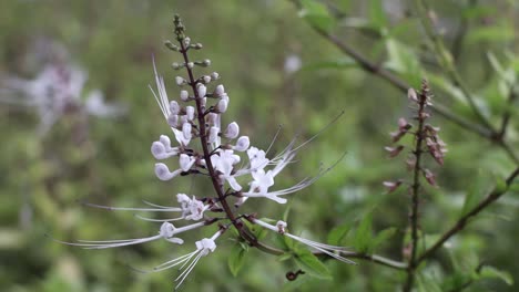 flor blanca en tailandia