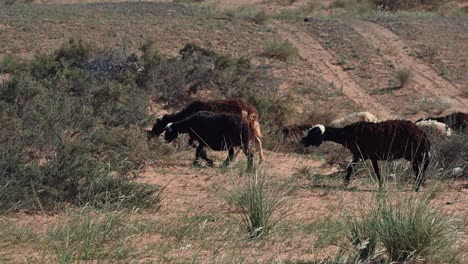 The-Najdi-Sheep,-originating-from-the-Najd-region-in-the-Arabian-Peninsula,-are-commonly-spotted-grazing-in-the-desert