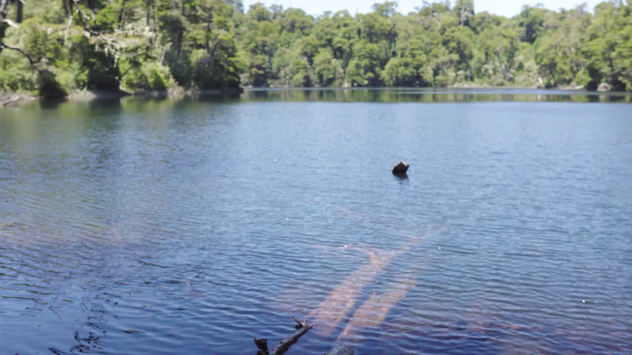 Pan right close up of tree in foreground revealing Laguna Corazon, a heart-shaped lake surrounded by woods in Liquiñe, Chile