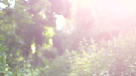 Summer-in-the-countryside-in-south-east-england-with-insects-flying-in-the-sun-and-a-fenced-path-in-the-woodland-on-a-hillside