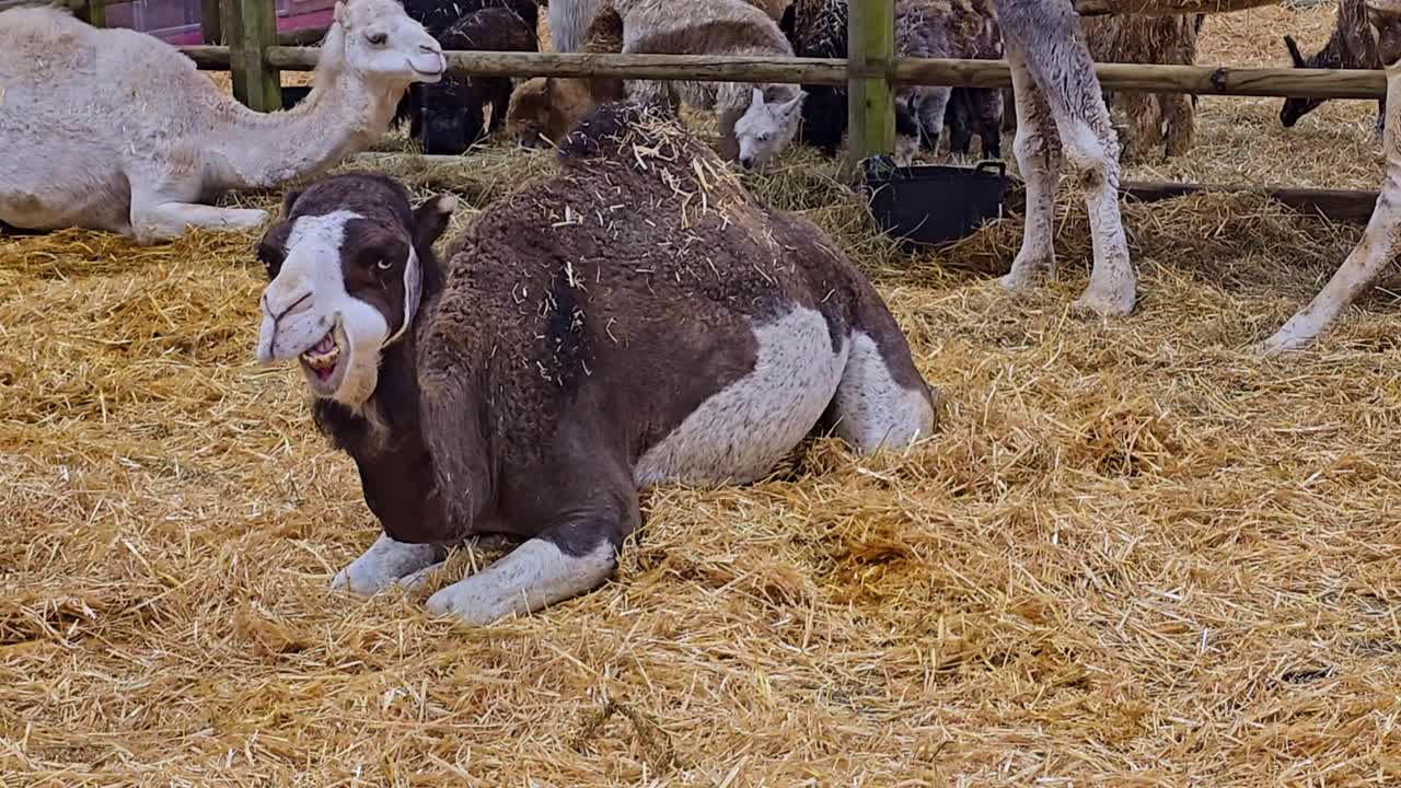 Dromedario che riposa sulla paglia all'interno di un recinto con diversi cammelli sullo sfondo, in un ambiente tranquillo di fattoria o zoo